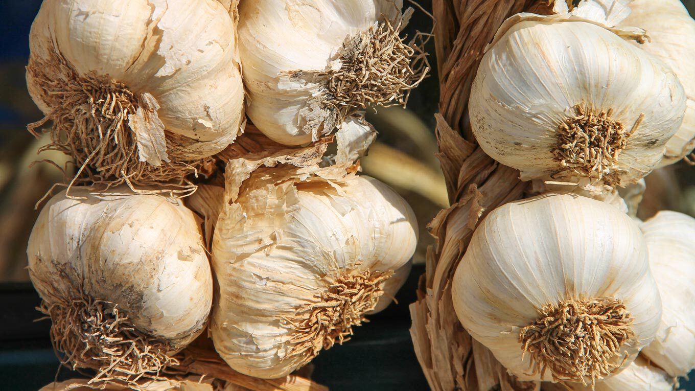 Knoblauch - die wichtigste Zutat für Spaghetti aglio, olio e peperoncino